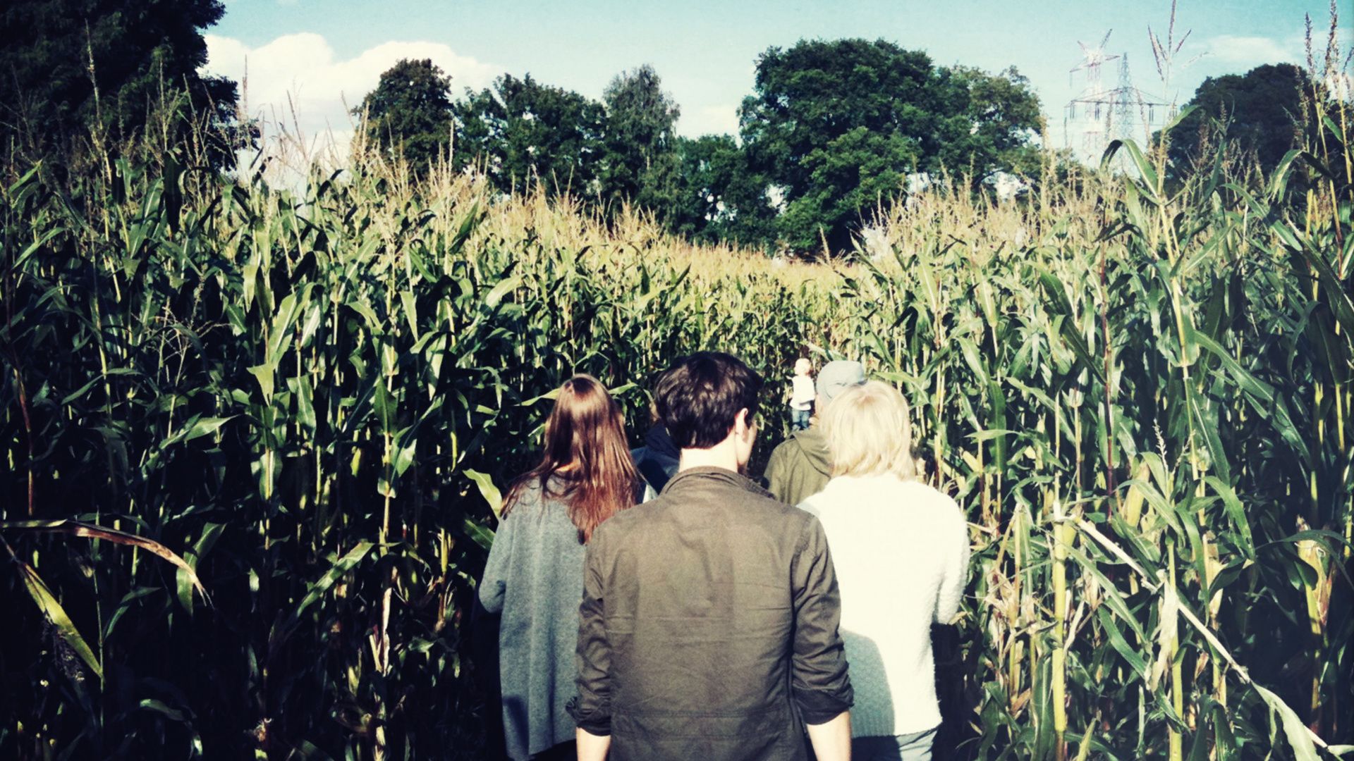 Several people walk through a cornfield