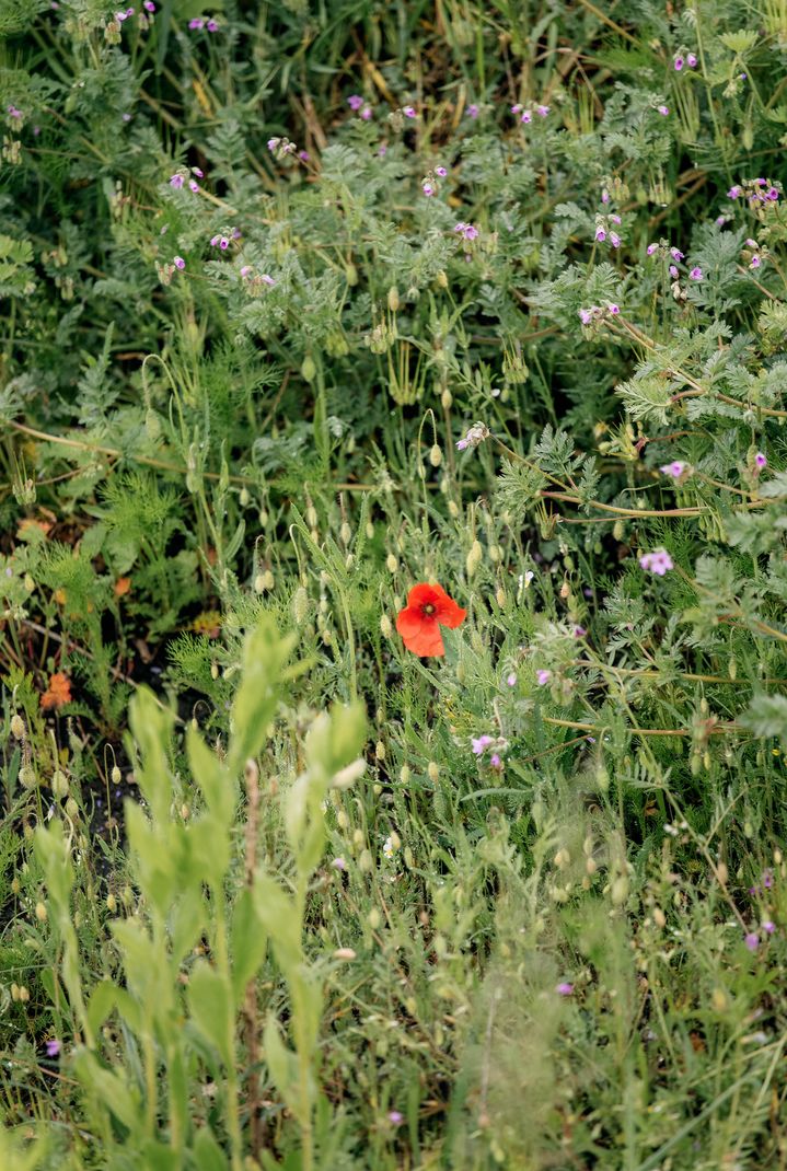 The red poppy blooming in a meadow. 
