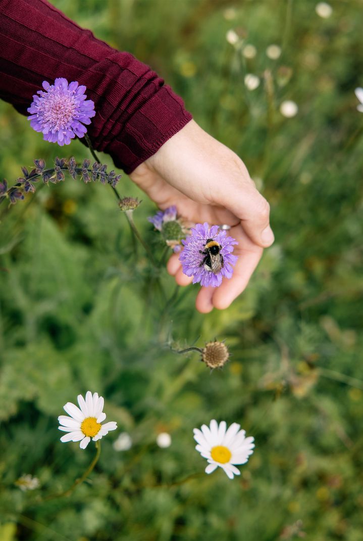 Eine Hummel sitzt auf einer Blüte, die von einer Hand schützend umfasst wird. 