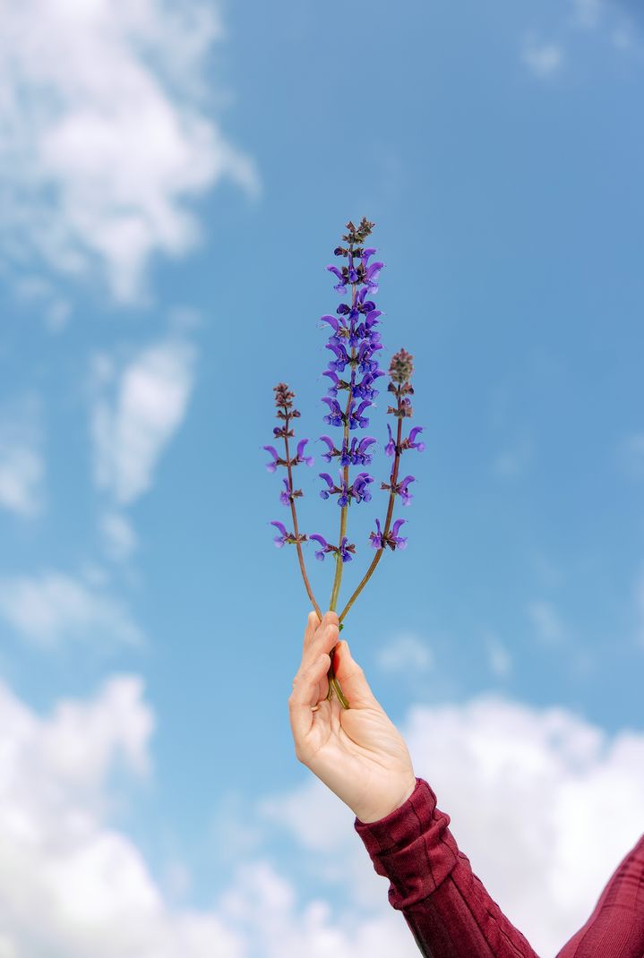 A hand holding a stem of wild sage with bluish purple flowers. 