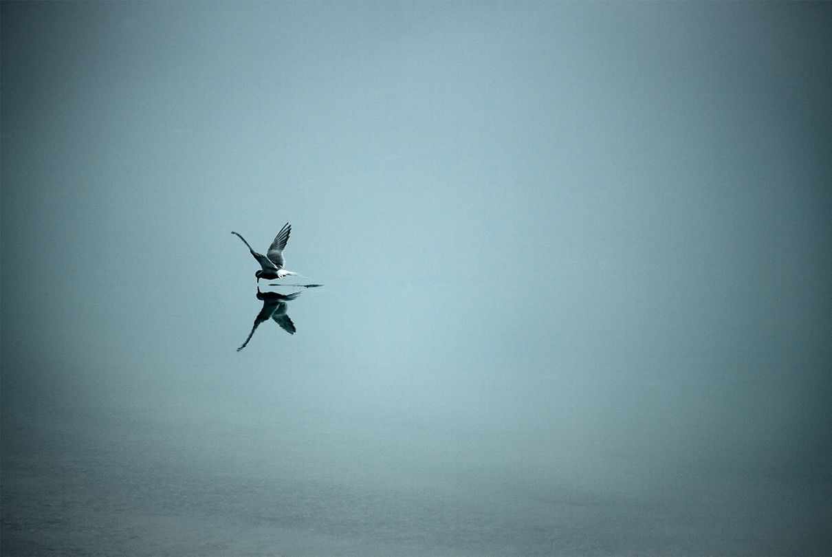 Ein Vogel fliegt nah über der Wasseroberfläche.