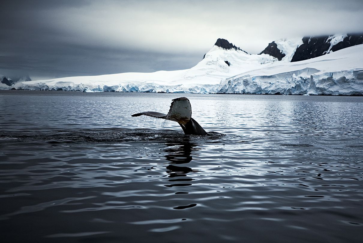 A whale dives into the Arctic Ocean.